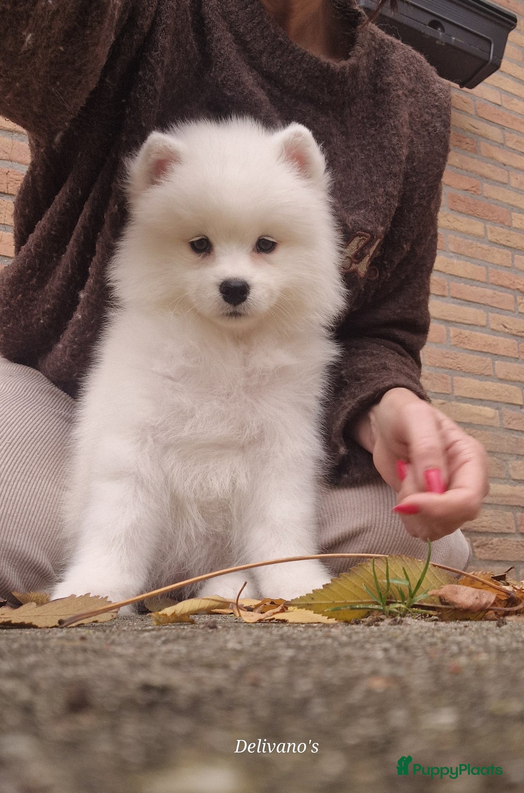 Samojeed honden te koop: Lief Samojeed meisje beschikbaar  - Advertentie 1