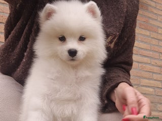 Samojeed honden Lief Samojeed meisje beschikbaar - Advertentie 2