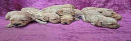 Cockapoo honden te koop: Cockapoo pupjes kleine maat - Advertentie 6