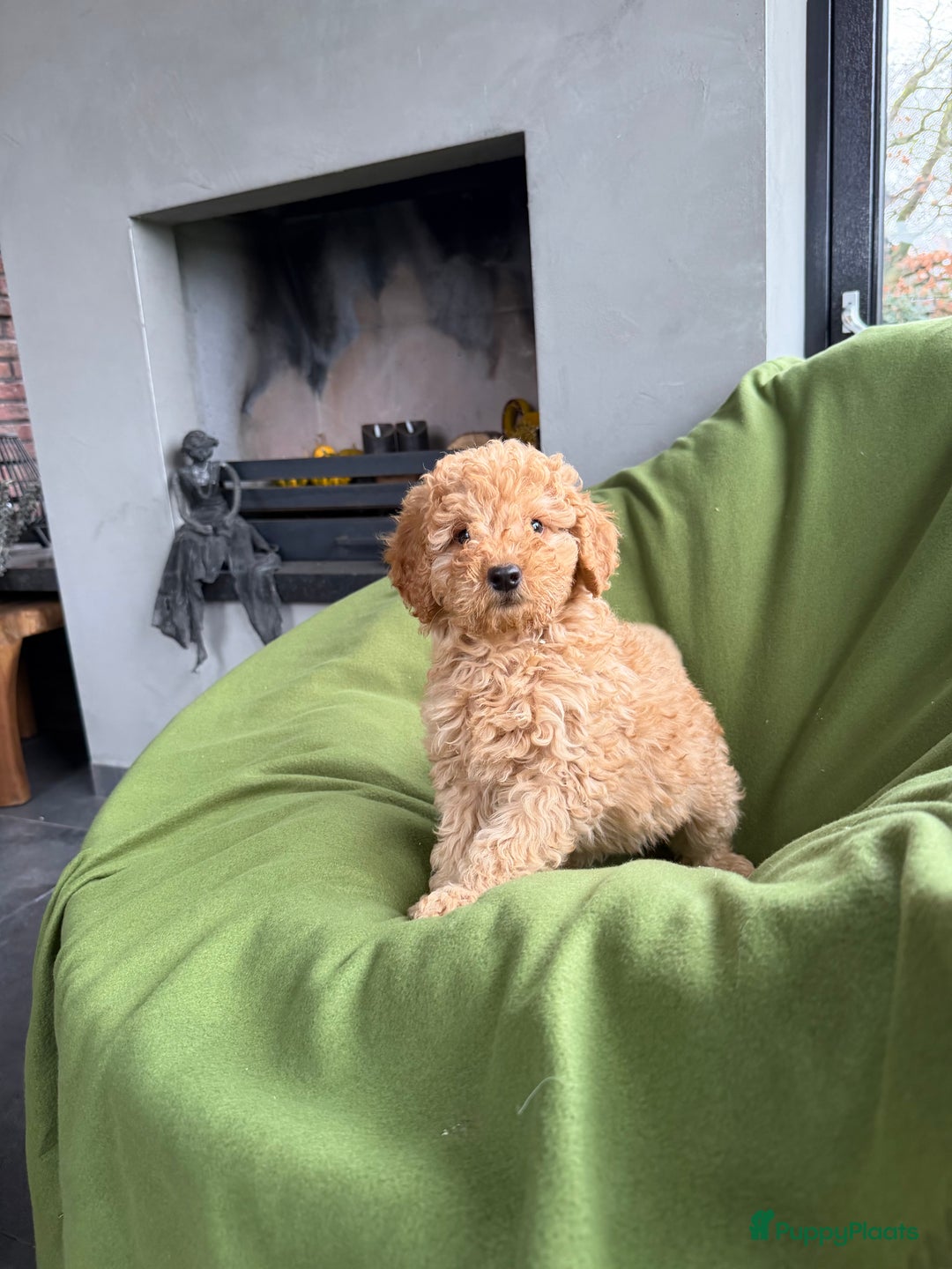 Labradoodle honden te koop: Mini Doodle (Dwergpoedel x Labradoodle) pups - Advertentie 10