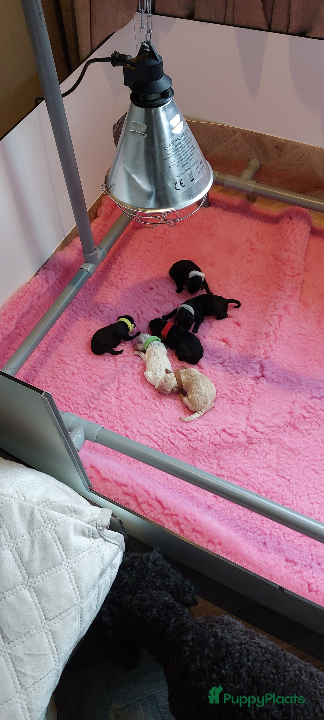 Labradoodle honden te koop: Prachtig nestje mini labradoodles te koop - Advertentie 3