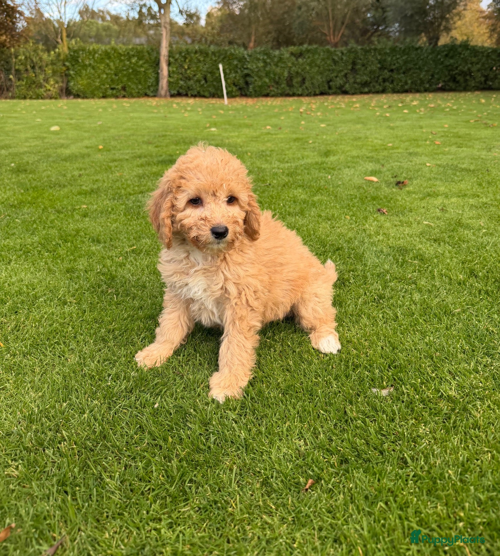 Labradoodle honden te koop: Dwergpoedel x Labradoodle pups - Advertentie 1