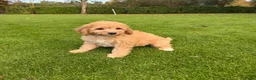 Labradoodle honden te koop: Dwergpoedel x Labradoodle pups - Advertentie 4