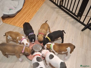 American Staffordshire Terriër honden American Staffordshire Terriers Pupps - Advertentie 8