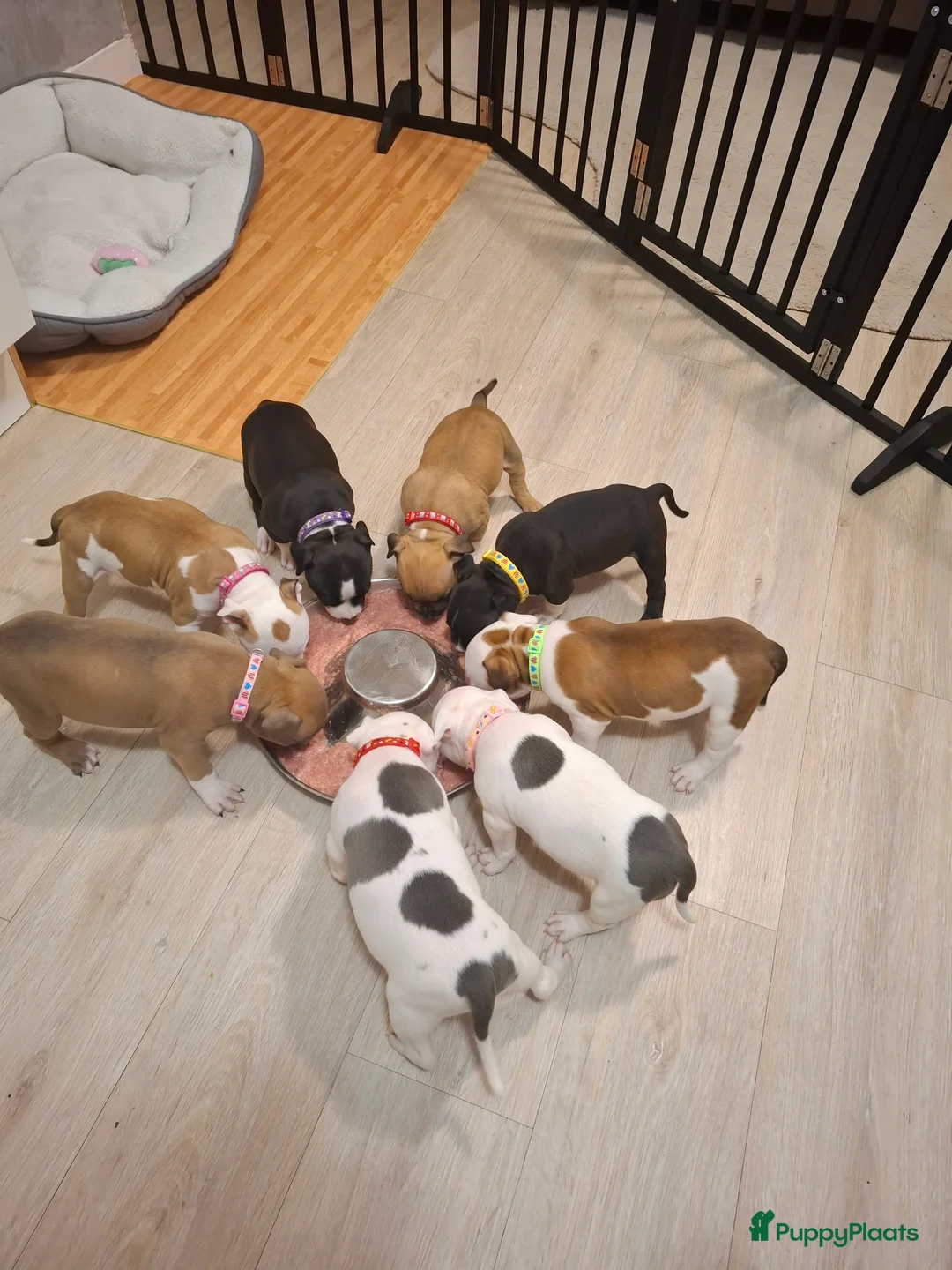 American Staffordshire Terriër honden te koop: American Staffordshire Terriers Pupps  - Advertentie 4