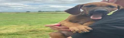 Rhodesian Ridgeback honden te koop: 10 prachtige Rhodesian Ridgeback pups te koop - Advertentie 7