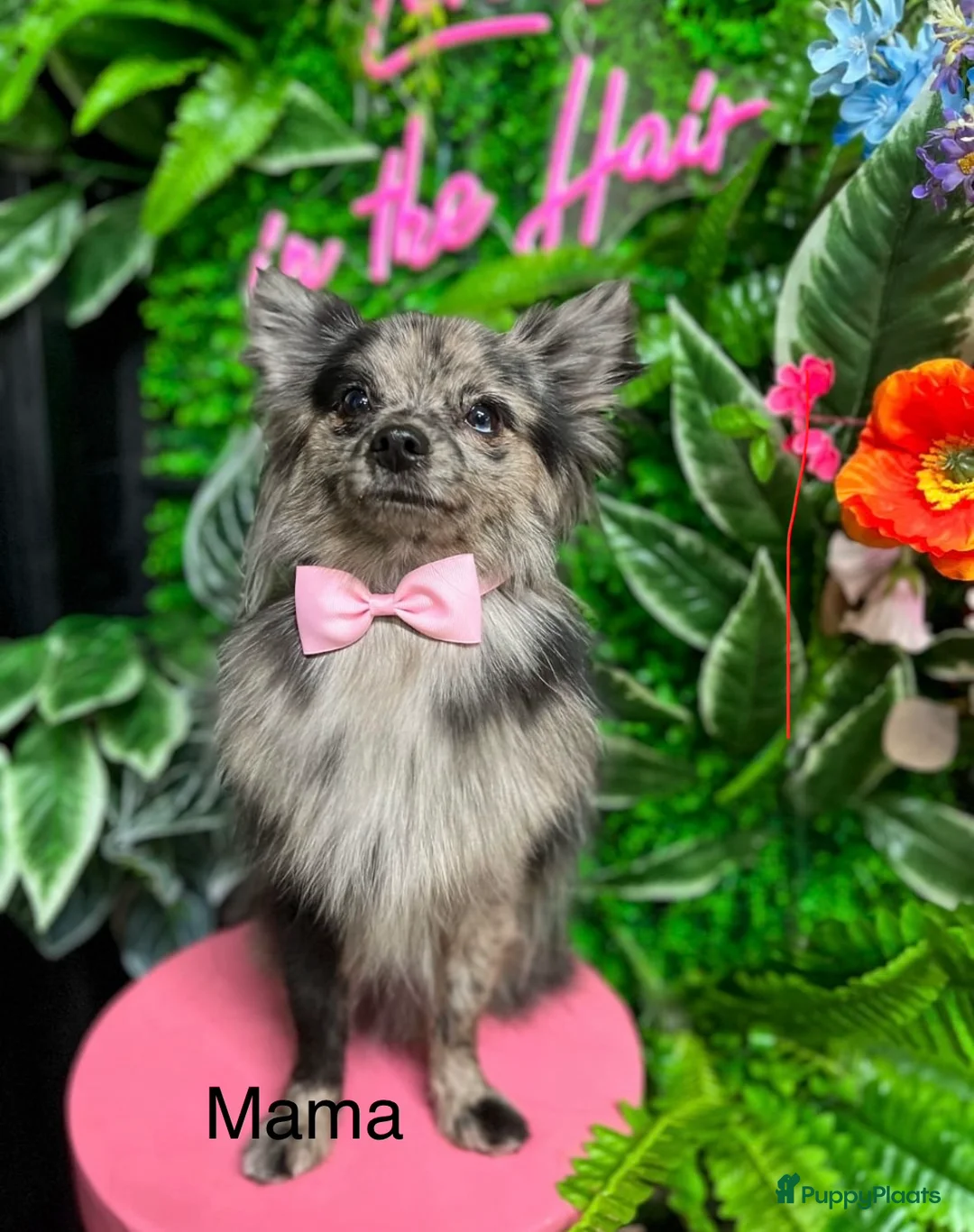 Pomeriaan honden te koop: Pomeriaan (keeshond) reutje 9 weken  - Advertentie 4