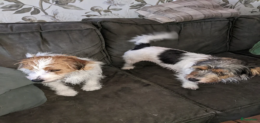 Galerij afbeelding {{count}}