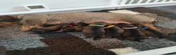Ruwhaar Teckel honden te koop: Prachtige lieve ruwharige standaard teckel pups - Advertentie 15
