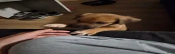 Kruising honden te koop: Nog 3 pups beschikbaar  in Sint Jacobiparochie - Advertentie 2