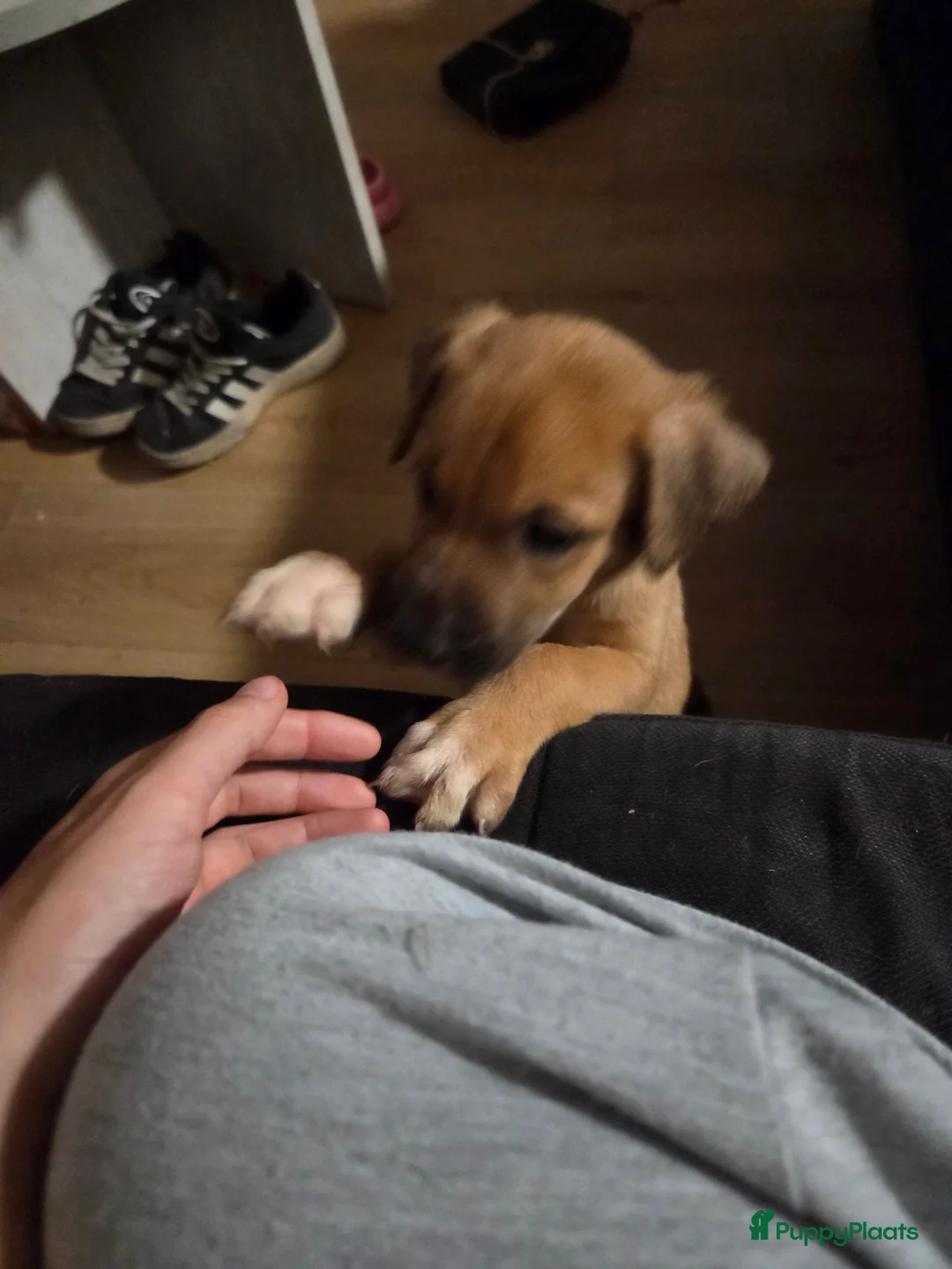 Kruising honden te koop: Nog 3 pups beschikbaar  in Sint Jacobiparochie - Advertentie 2