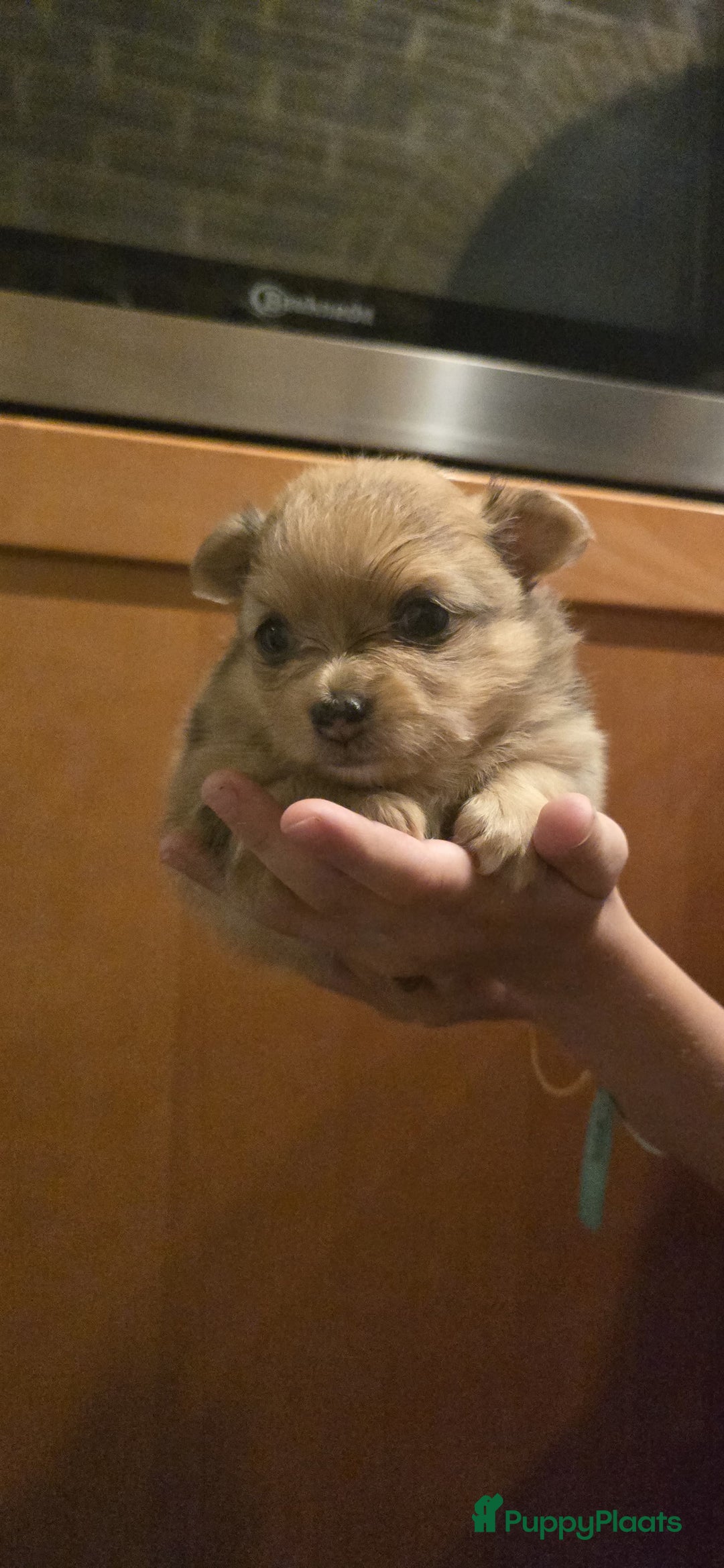 Pomchi honden te koop: Mooie pomchi puppy's - Afbeelding 12