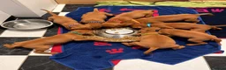 Vizsla korthaar honden te koop: Kortharige Hongaarse Vizsla-pups - Advertentie 4
