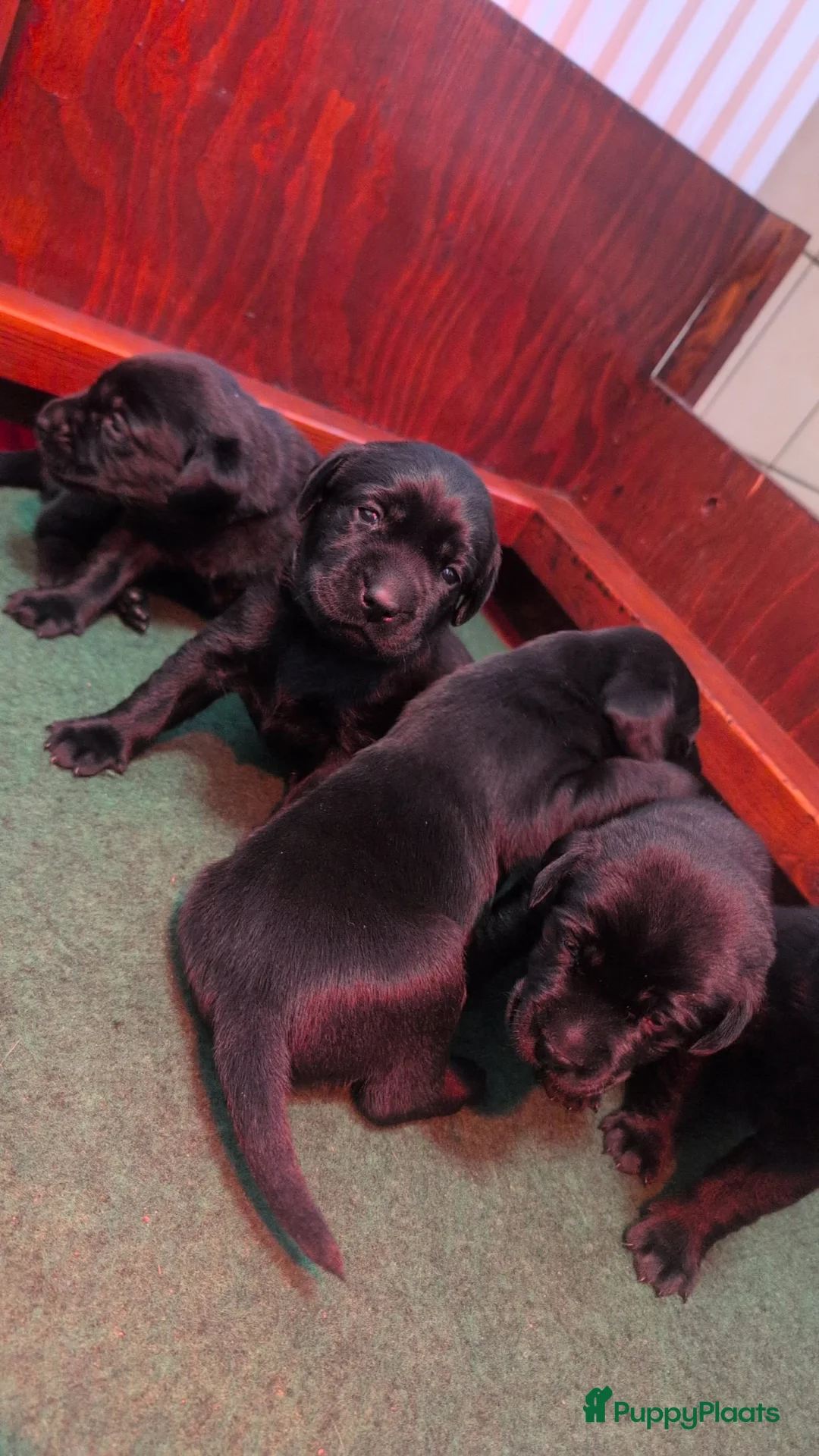 Labrador Retriever honden te koop: Prachtige zwarte labrador pups met stamboom - Advertentie 2