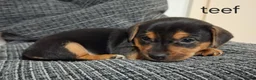 Jack Russel Terriër honden te koop: Jack russel black en tan pups in Biest-Houtakker - Advertentie 4