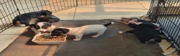 Jack Russel Terriër honden te koop: De liefste en mooiste Jack Russel puppy's!! - Advertentie 2