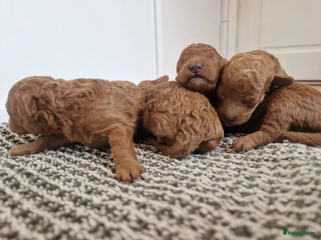 Poedel Toy honden te koop: Toypoedel pups te koop - Advertentie 7