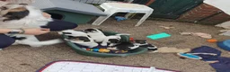 Jack Russel Terriër honden te koop: Nog 3"bandietjes" zoeken gezellig huis. Laagbenig  - Advertentie 16