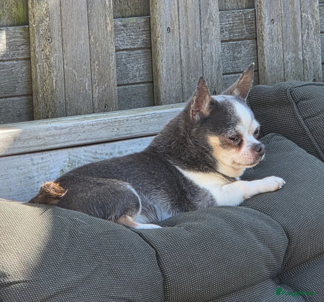 Chihuahua honden ter dekking: Prachtige BLAUW/GRIJZE chihuahua dekreu - Advertentie 2