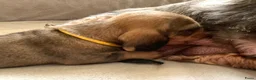 Ruwhaar Teckel honden te koop: Prachtige Standaard Ruwhaar Teckelpuppy’s ,  - Advertentie 28