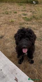 Kruising honden te koop: Lieve en soms ondeugende labradoodle reu 7 maand - Advertentie 2