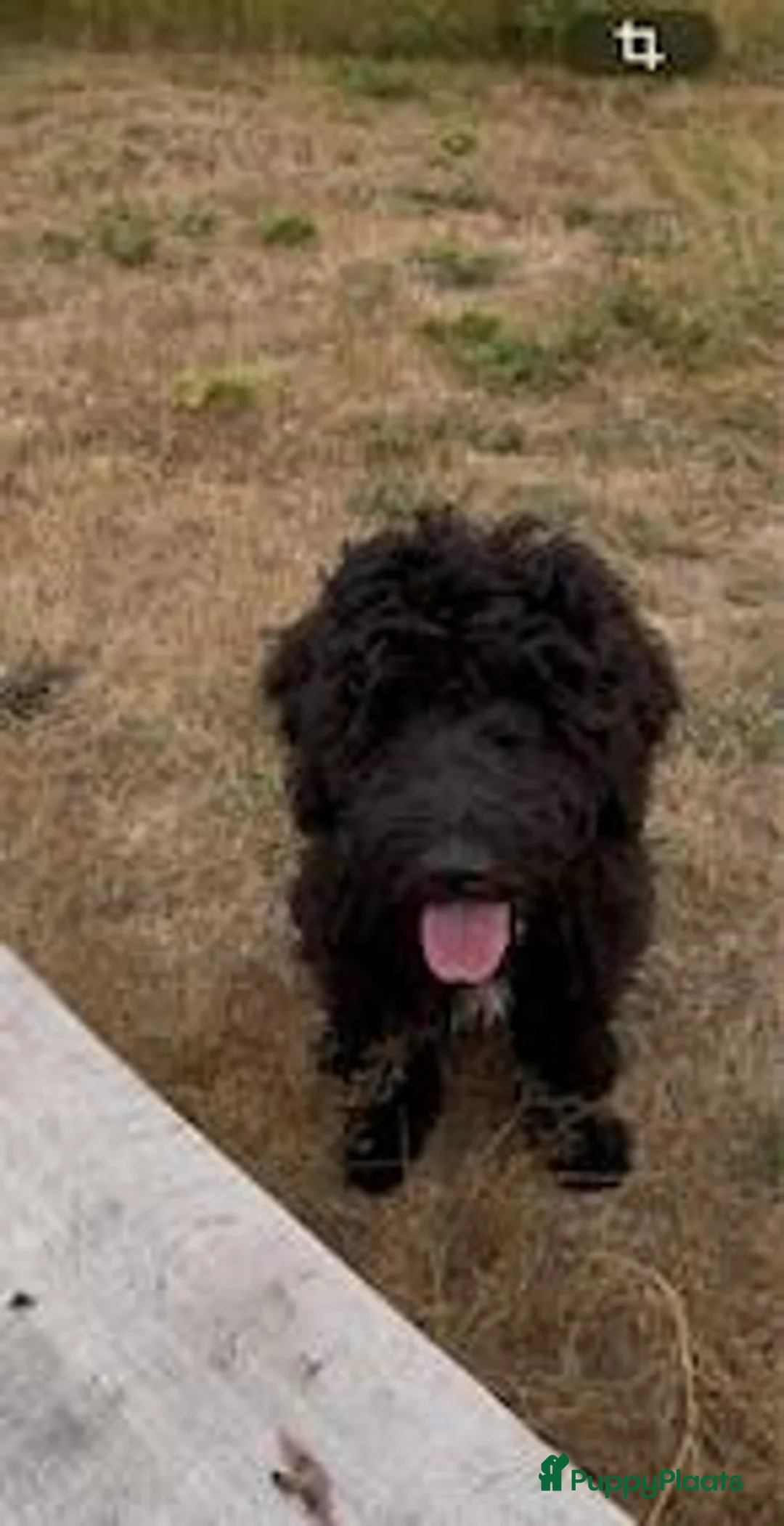 Kruising honden te koop: Lieve en soms ondeugende labradoodle reu 7 maand - Advertentie 2