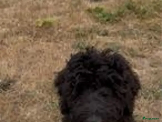 Kruising honden te koop: Lieve en soms ondeugende labradoodle reu 7 maand - Advertentie 2