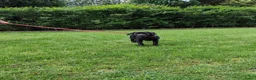Labrador Retriever honden te koop: Fieldtrial labrador reu - Advertentie 5