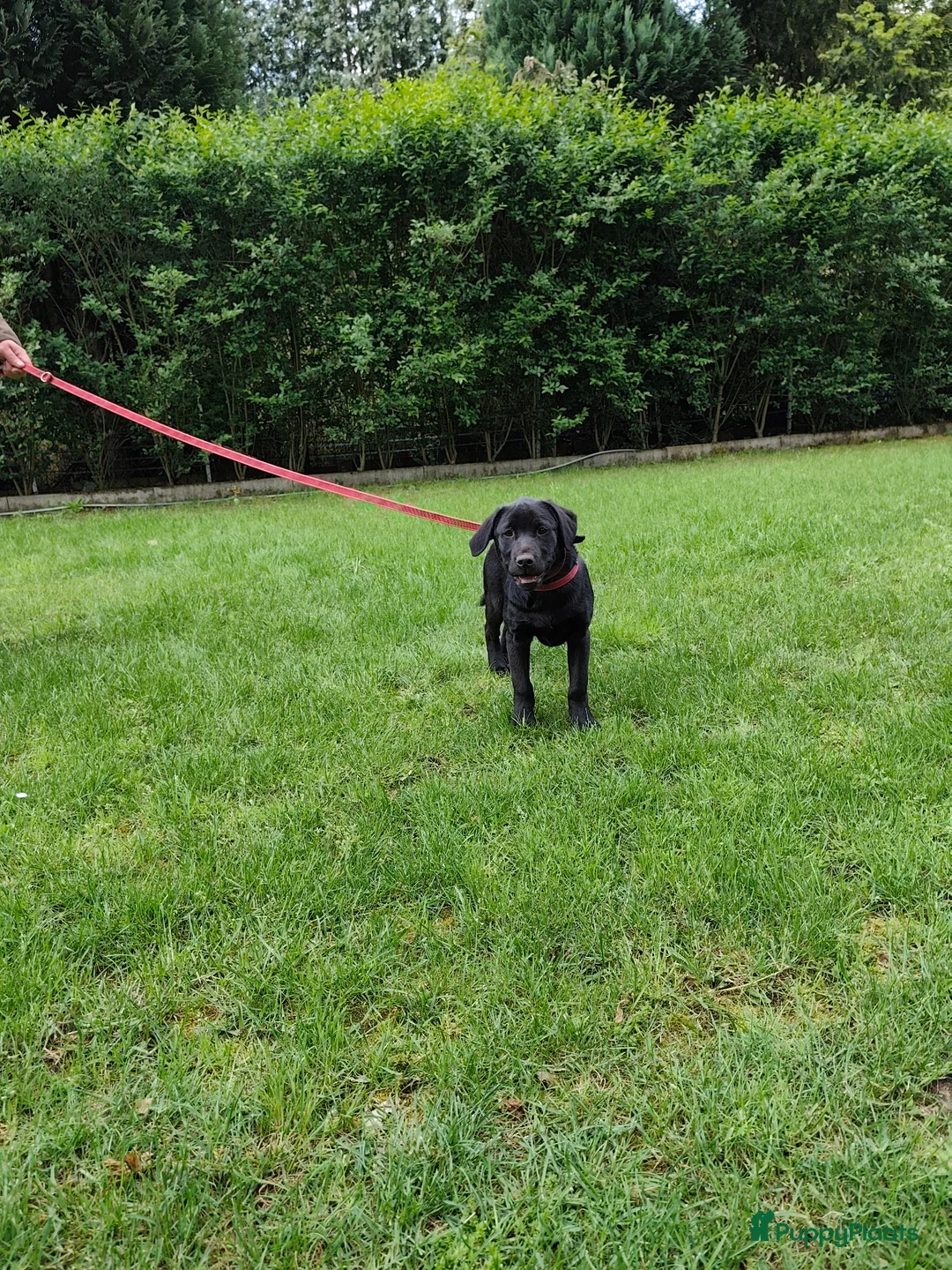 Labrador Retriever honden te koop: Fieldtrial labrador reu - Advertentie 5
