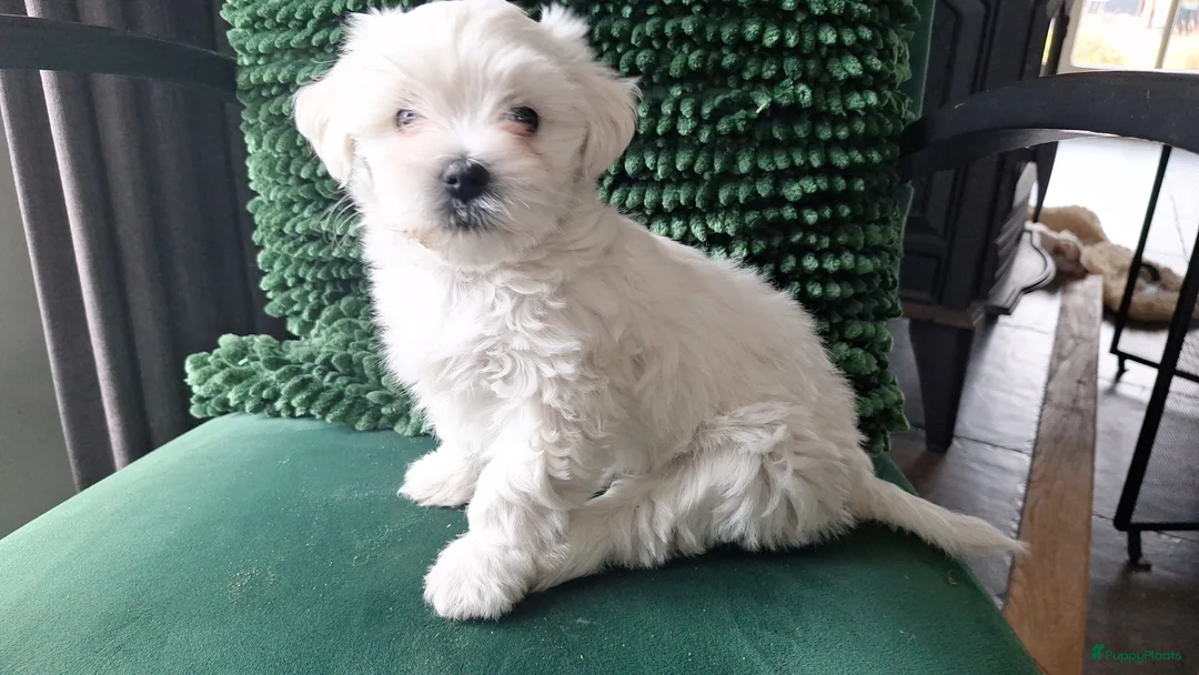 Maltezer honden te koop: Maltezer leeuwtje. Rasecht.  - Advertentie 2