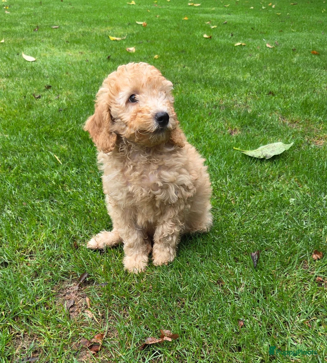 Labradoodle honden te koop: Labradoodle pup kleine maat reutje F3  - Advertentie 1