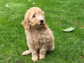 Labradoodle honden Labradoodle pups kleine maat reutjes F3 - Advertentie 4