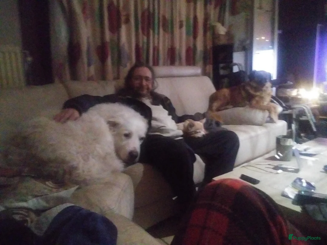 Berghond van de Maremmen en Abruzzen honden te koop: Happy zoekt baasje - Advertentie 5