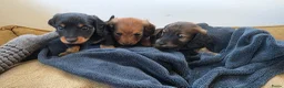 Teckel (langhaar) honden te koop: Prachtige Langharige Dwergteckelpups te koop - Advertentie 9