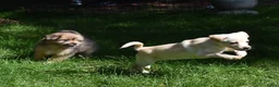 Kruising honden te koop: Prachtige Boomers (Shihtzu/York xJack Russel) - Advertentie 2