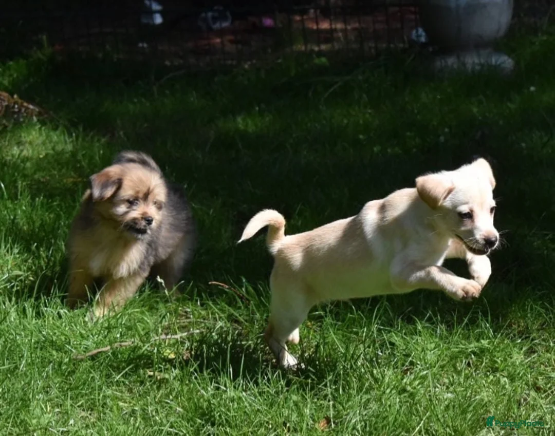 Kruising honden te koop: Prachtige Boomers (Shihtzu/York xJack Russel) - Advertentie 2