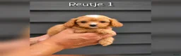 Cavapoo honden te koop: Prachtige Cavapoo pups beschikbaar  - Advertentie 5