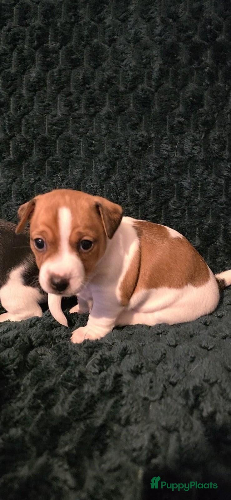 Jack Russel Terriër honden Jack russel puppy's - Advertentie 2