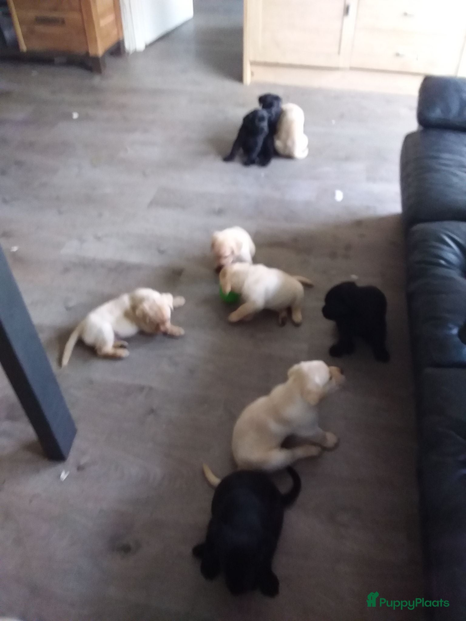 Labrador Retriever honden Huiskamernestje labradors - Advertentie 16