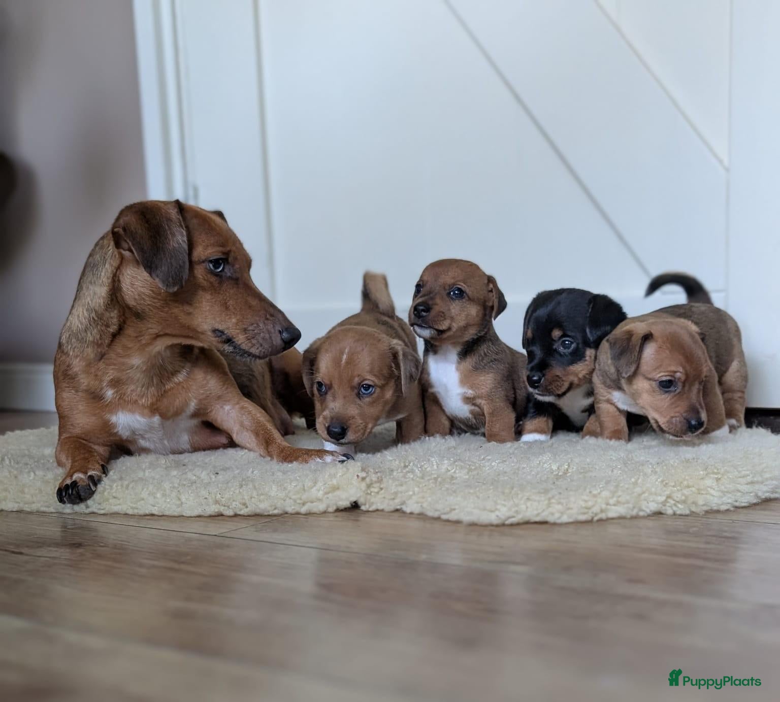 Jack Russel Terriër honden Nog 1 uniek gekleurd teefje - Advertentie 1