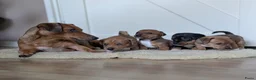 Jack Russel Terriër honden te koop: Nog 1 uniek gekleurd teefje - Advertentie 1