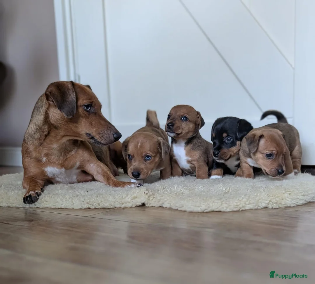 Jack Russel Terriër honden te koop: Nog 1 uniek gekleurd teefje - Advertentie 1