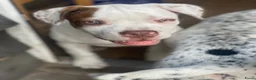 Kruising honden te koop: American pocket bully kruising  in Breda - Advertentie 4