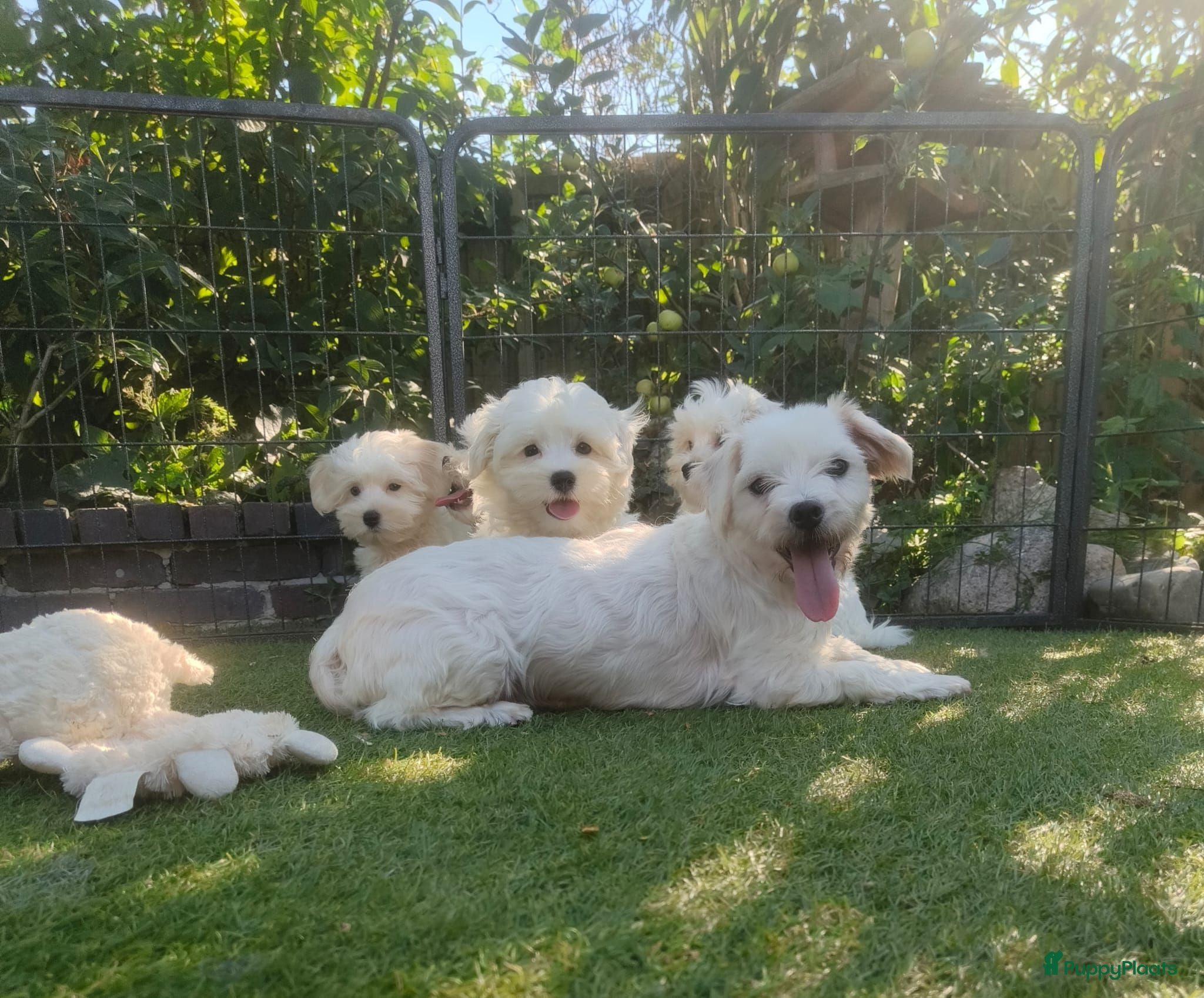 Maltezer honden Lieve Maltezer Pups 💕 - Advertentie 2