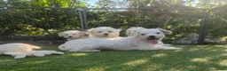 Maltezer honden te koop: Lieve Maltezer Pups 💕 - Advertentie 2