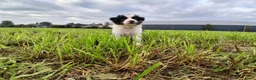 Border Collie honden te koop: 2 prachtige Border Collie pups  - Advertentie 20