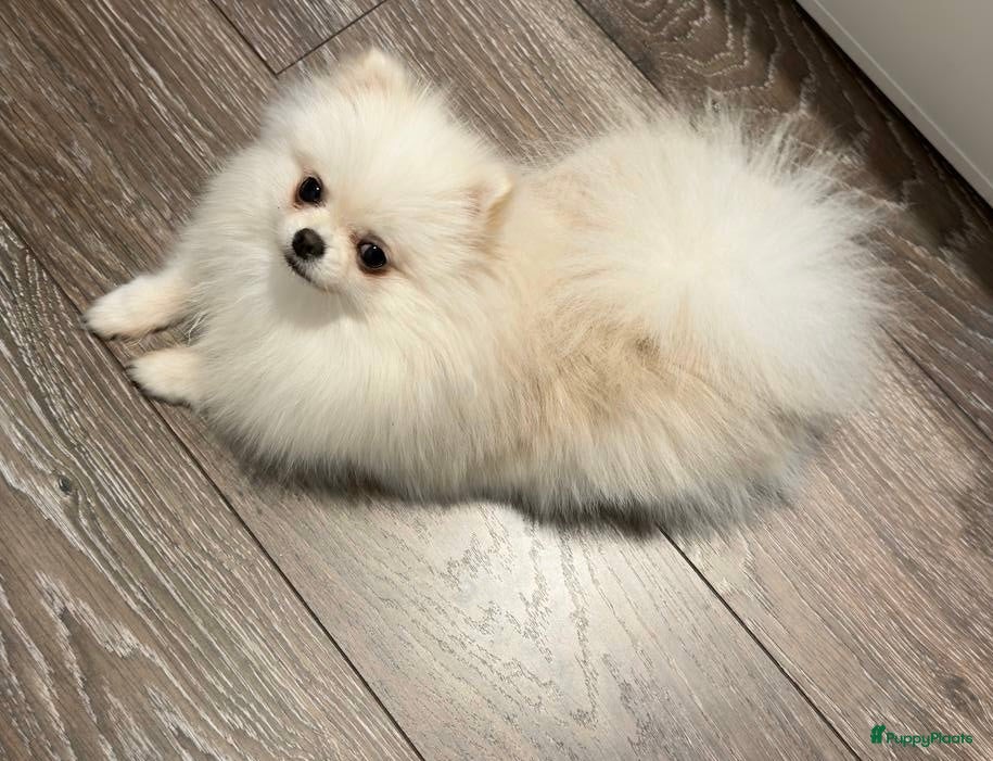 Pomeriaan honden Pomeranian Mila❤️ - Advertentie 4