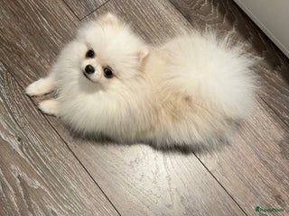 Pomeriaan honden Pomeranian Mila❤️ - Advertentie 4