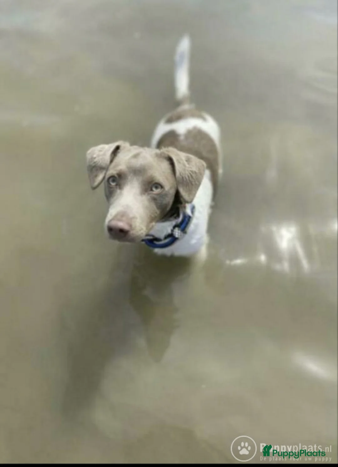 Jack Russel Terriër honden ter dekking: Jack russell dekreuen in Koewacht - Advertentie 3