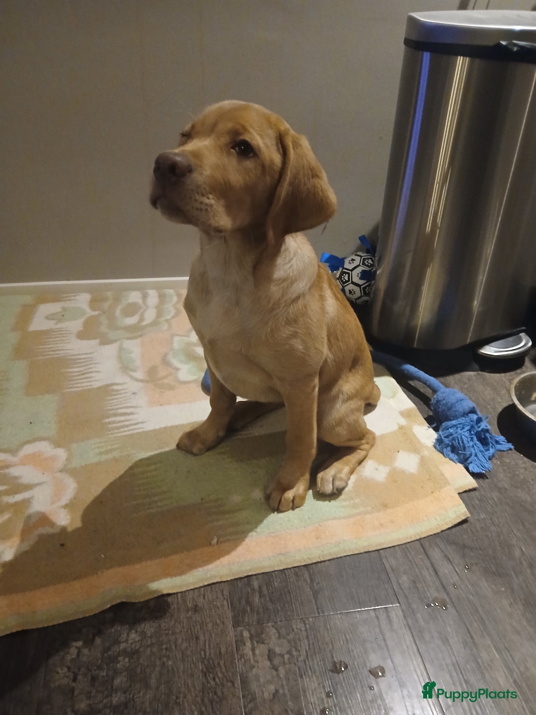 Labrador Retriever honden te koop: Te koop mooie labrador reu - Advertentie 4